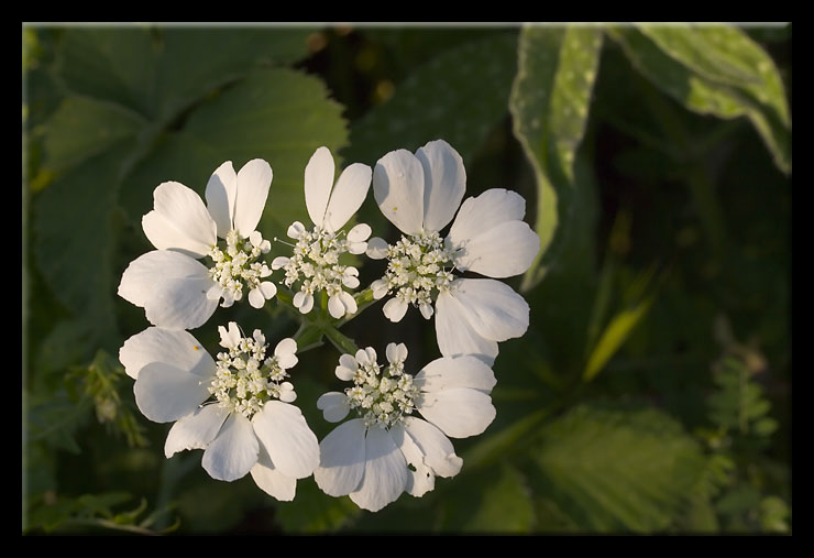 Orlaya grandiflora e Tordilium apulum